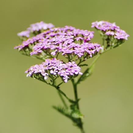 Natural active Valerian